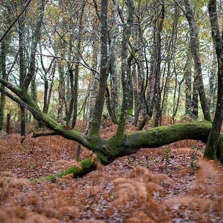 캠프장 Enoturismo Maria Manuela Boqueixon